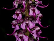 Pedicularis groenlandica - Elephant Heads 15-0851_1